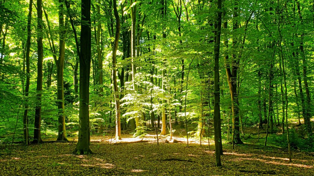 Foto: Tom Müller